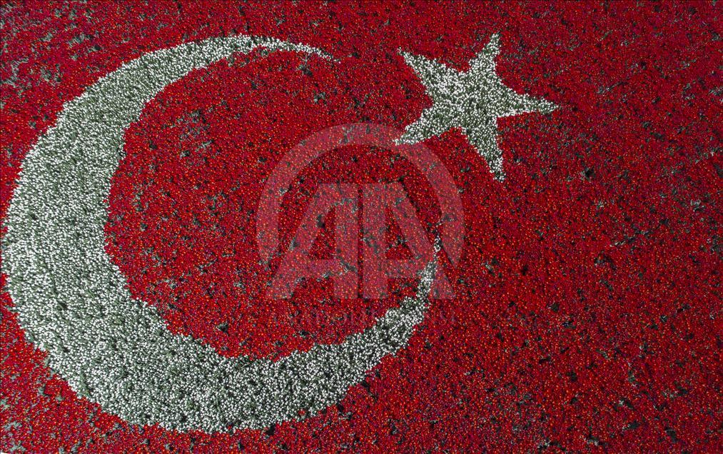 Tulips in the shape of Turkish Flag