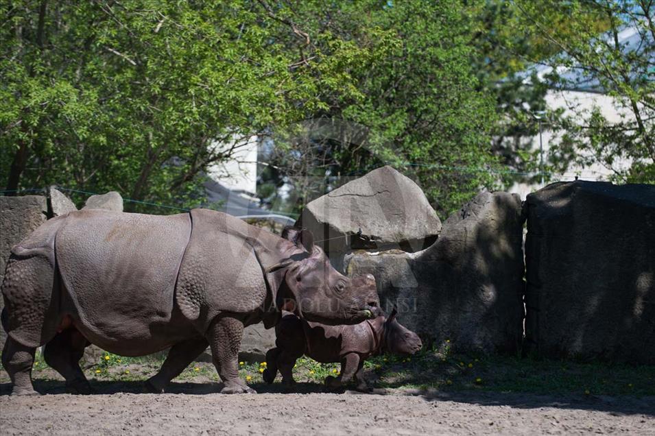 Nace un rinoceronte asiático en el zoológico de Varsovia, Polonia