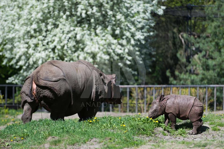Nace un rinoceronte asiático en el zoológico de Varsovia, Polonia