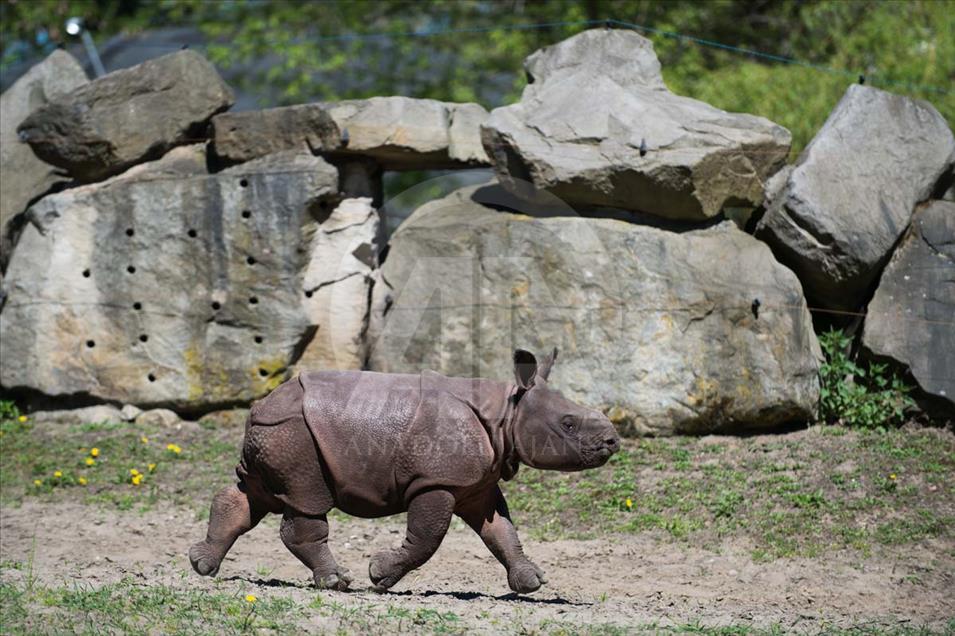 Nace un rinoceronte asiático en el zoológico de Varsovia, Polonia
