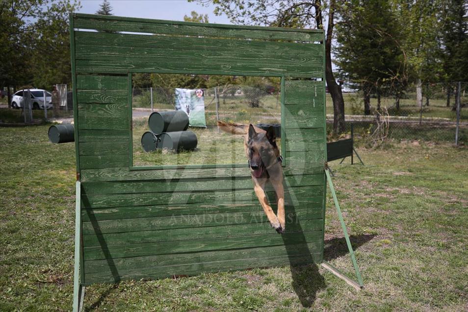 Perros son entrenados para operaciones especiales en Nevsehir, Turquía