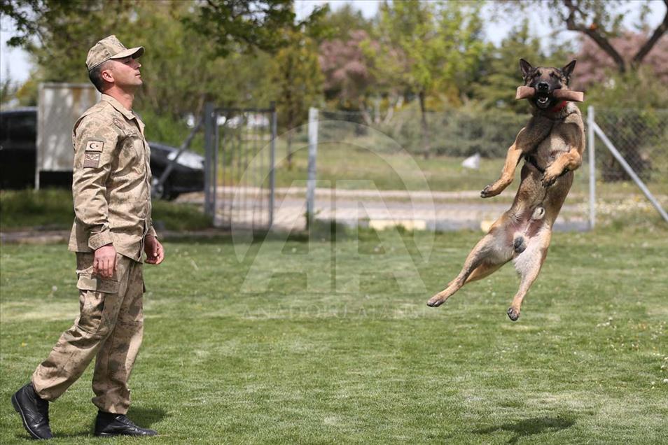 Perros son entrenados para operaciones especiales en Nevsehir, Turquía
