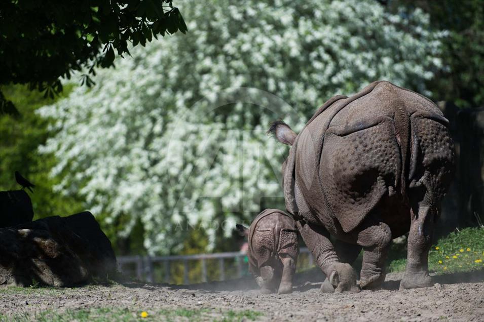 Nace un rinoceronte asiático en el zoológico de Varsovia, Polonia