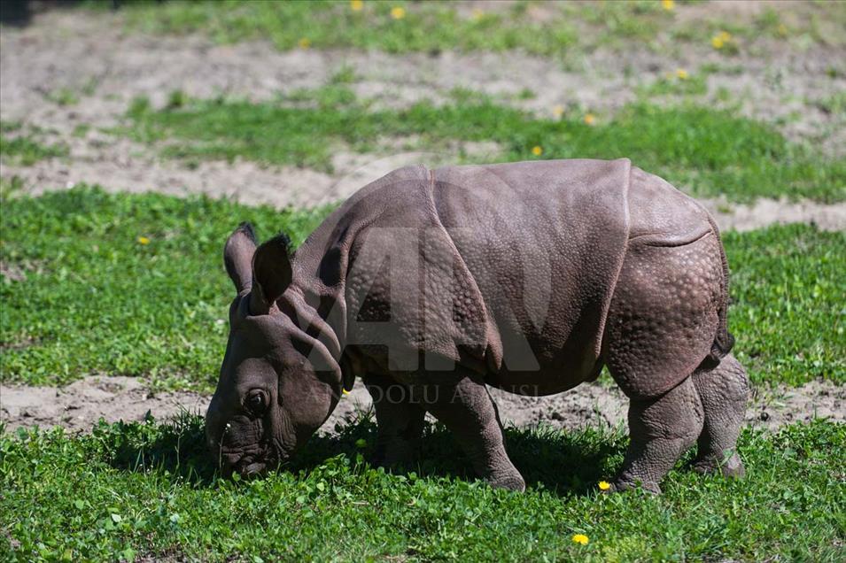 Nace un rinoceronte asiático en el zoológico de Varsovia, Polonia