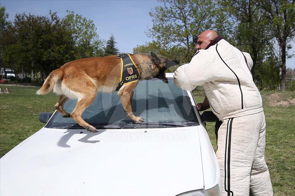 Perros son entrenados para operaciones especiales en Nevsehir, Turquía
