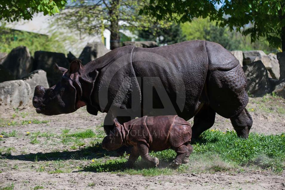 Nace un rinoceronte asiático en el zoológico de Varsovia, Polonia