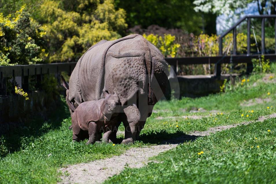 Nace un rinoceronte asiático en el zoológico de Varsovia, Polonia