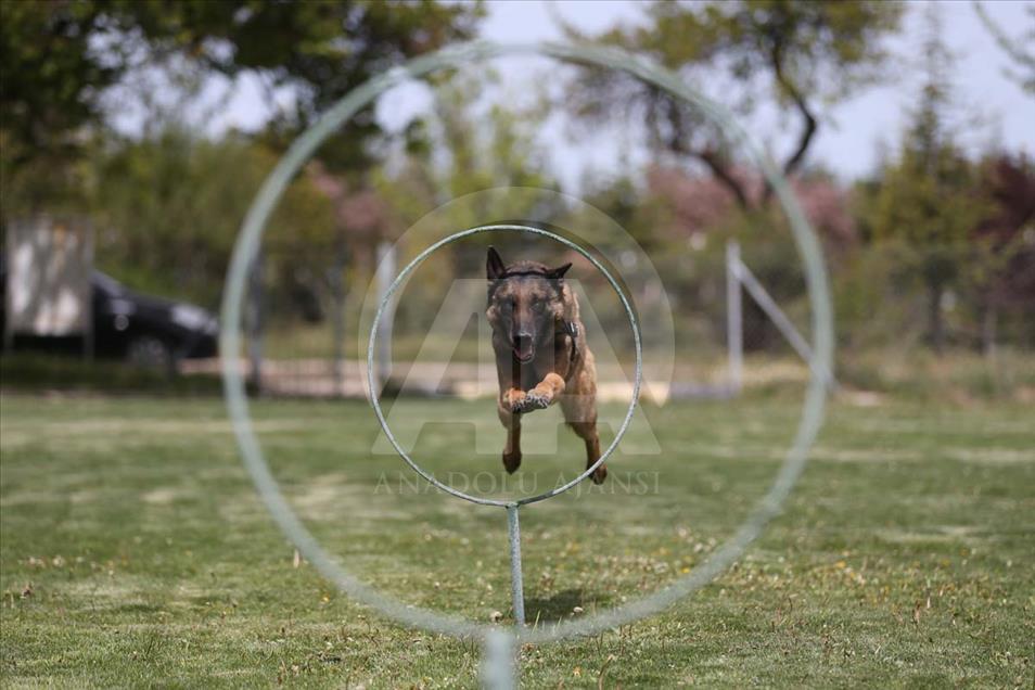 Perros son entrenados para operaciones especiales en Nevsehir, Turquía