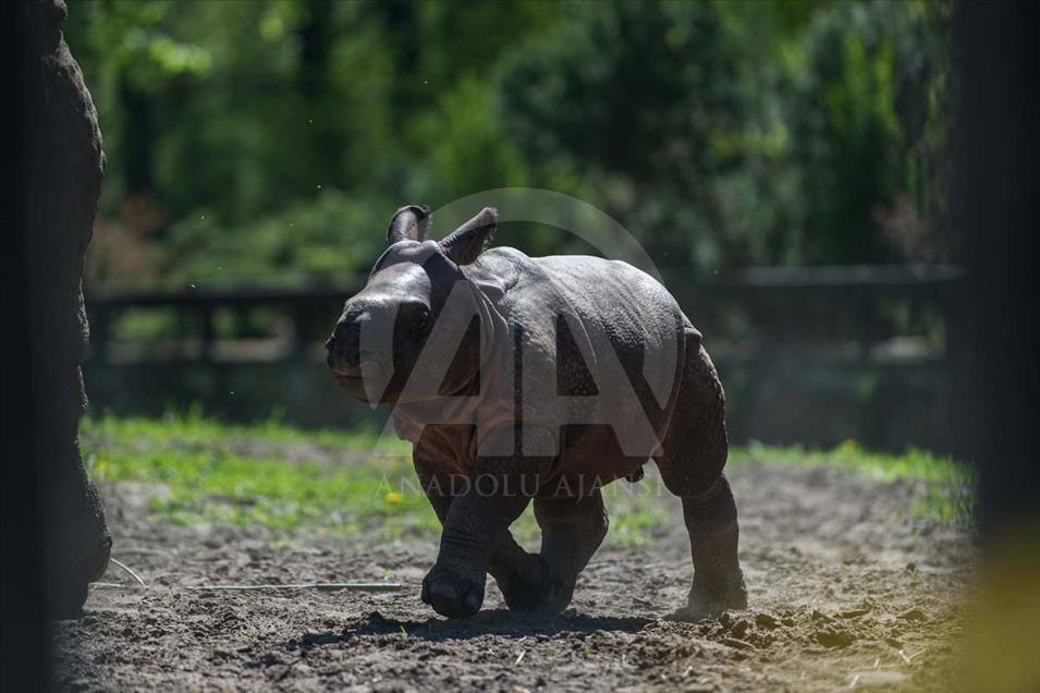 Nace un rinoceronte asiático en el zoológico de Varsovia, Polonia