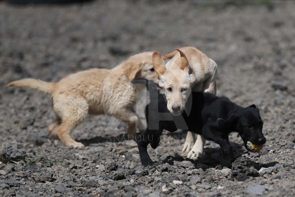 Perros son entrenados para operaciones especiales en Nevsehir, Turquía