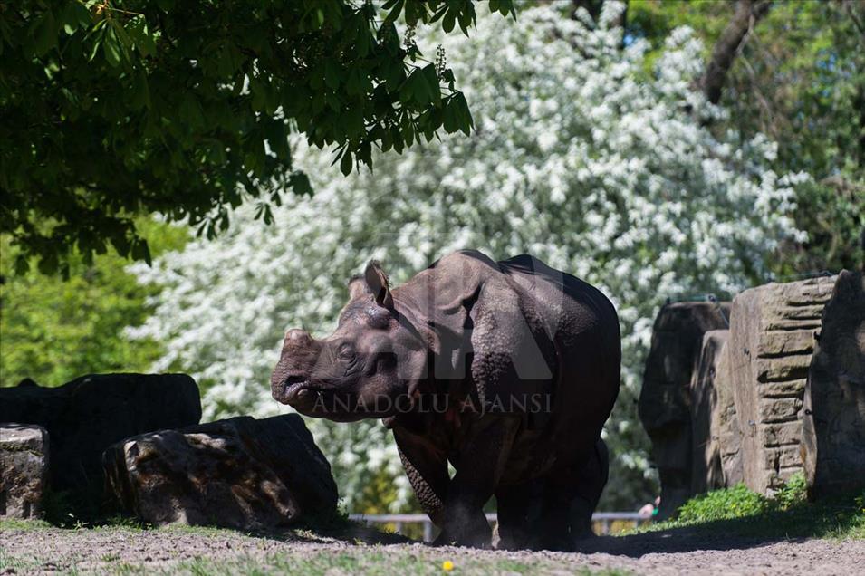 Nace un rinoceronte asiático en el zoológico de Varsovia, Polonia