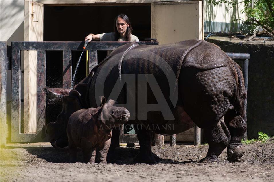 Nace un rinoceronte asiático en el zoológico de Varsovia, Polonia