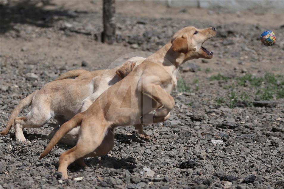 Perros son entrenados para operaciones especiales en Nevsehir, Turquía