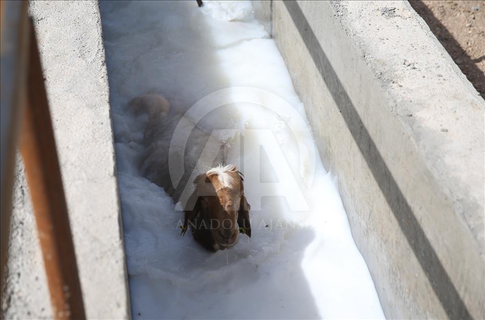 Summer bath for sheep in Turkey's Sanliurfa