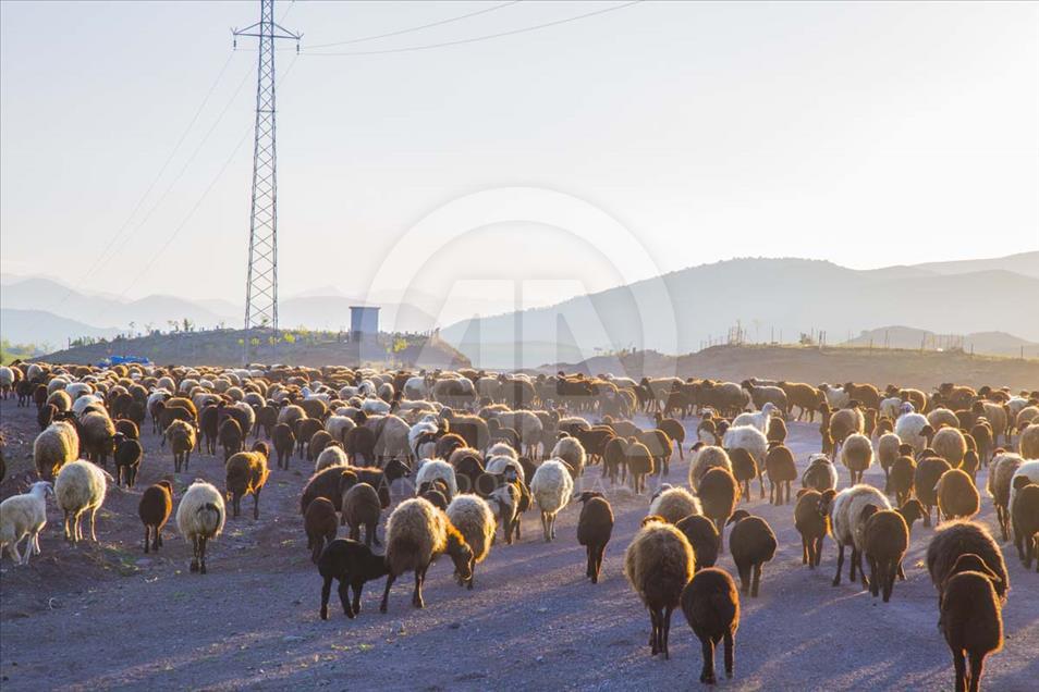 El largo camino a pie de los nómadas de Anatolia en el verano