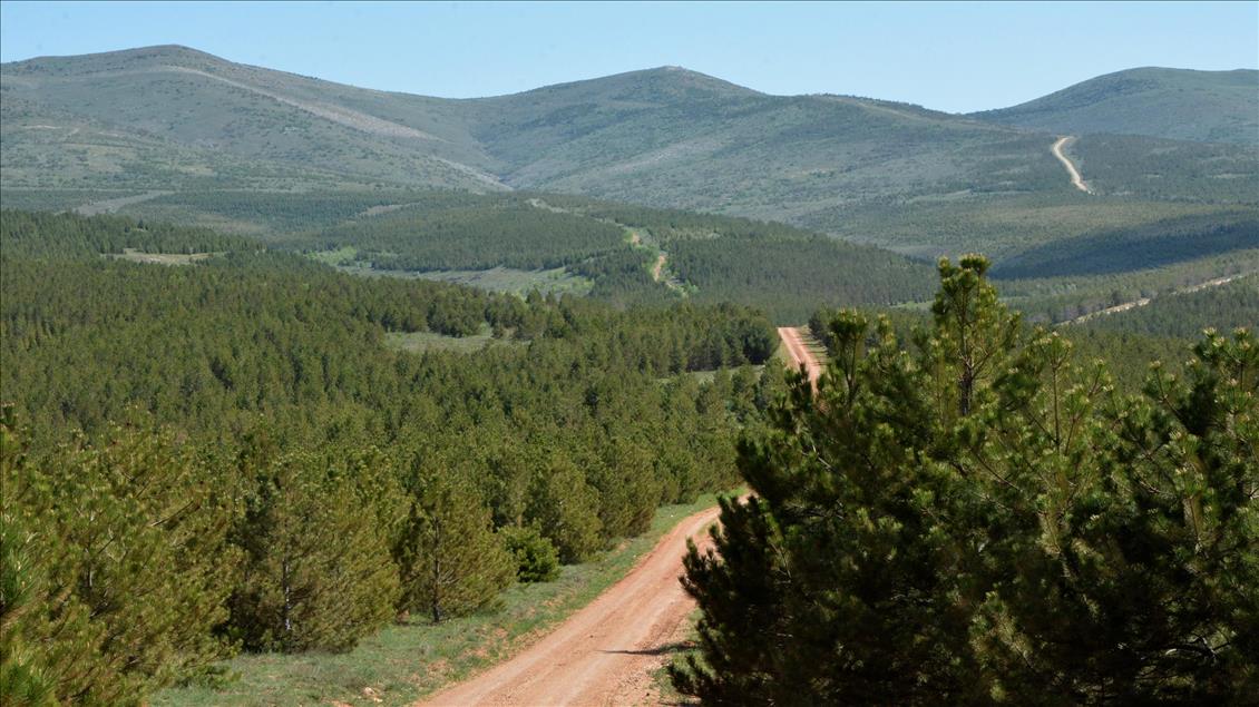 "Anadolu'nun Bozkırı"na 15 yılda 24 milyon fidan