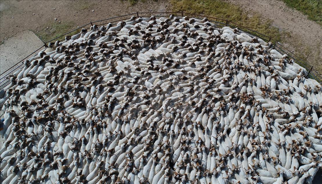 Summer bath for sheep in Turkey's Sanliurfa