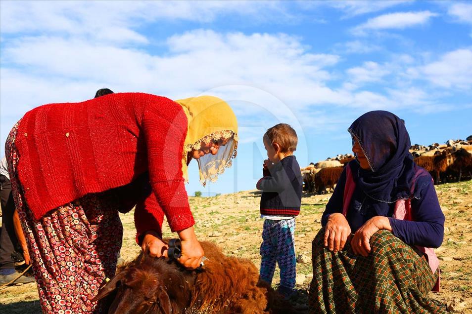 El largo camino a pie de los nómadas de Anatolia en el verano