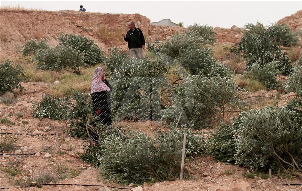 الجيش الإسرائيلي يجرف أراض زراعية في الأغوار الفلسطينية وكالة