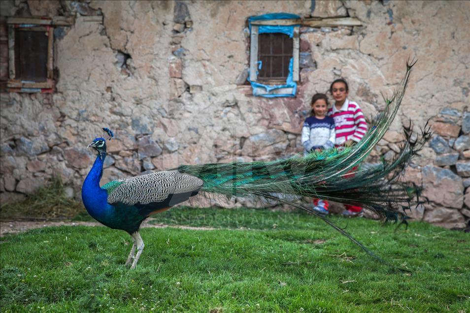 Tavus kuşları köyün ilgi odağı oldu
