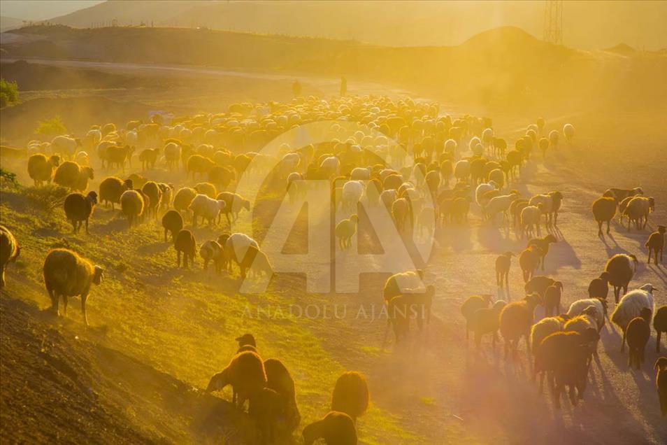 El largo camino a pie de los nómadas de Anatolia en el verano