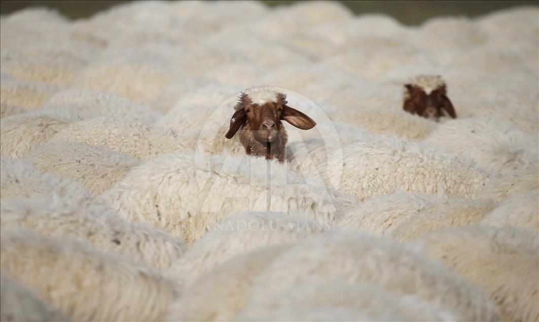 Summer bath for sheep in Turkey's Sanliurfa