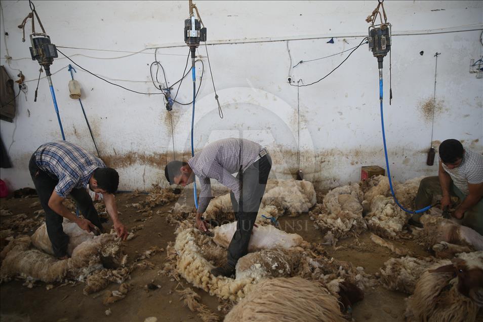 Summer bath for sheep in Turkey's Sanliurfa