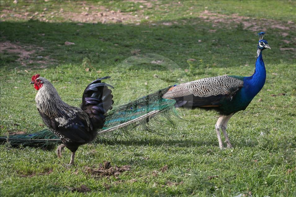 Tavus kuşları köyün ilgi odağı oldu
