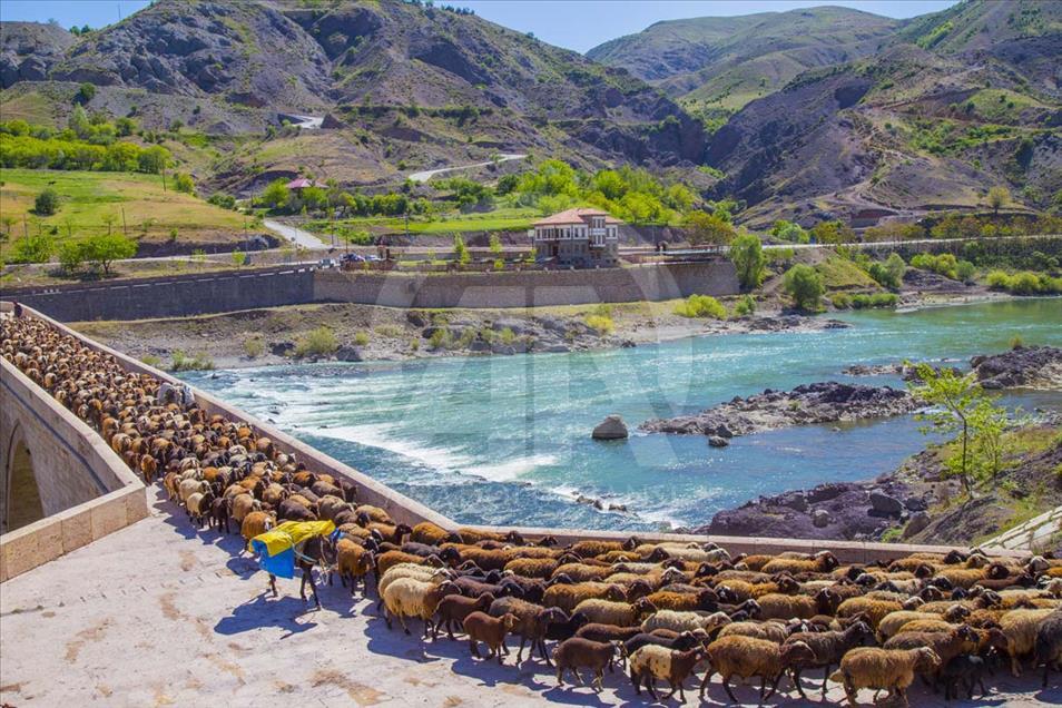 El largo camino a pie de los nómadas de Anatolia en el verano