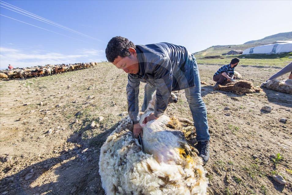 El largo camino a pie de los nómadas de Anatolia en el verano