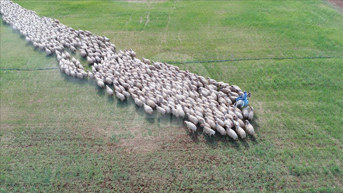 Summer bath for sheep in Turkey's Sanliurfa