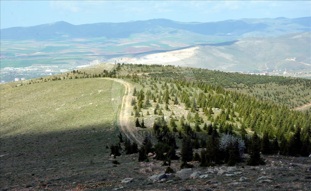 "Anadolu'nun Bozkırı"na 15 yılda 24 milyon fidan