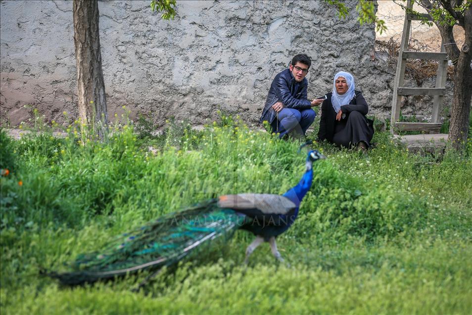 Tavus kuşları köyün ilgi odağı oldu
