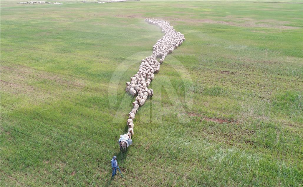 Summer bath for sheep in Turkey's Sanliurfa