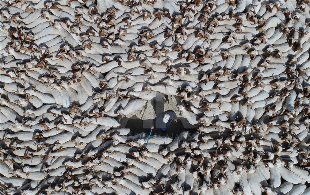 Summer bath for sheep in Turkey's Sanliurfa