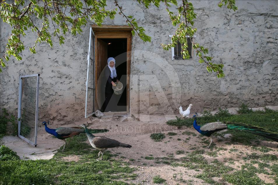 Tavus kuşları köyün ilgi odağı oldu

