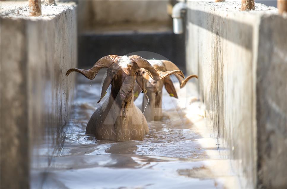 Summer bath for sheep in Turkey's Sanliurfa