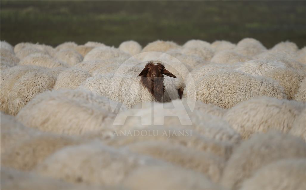 Summer bath for sheep in Turkey's Sanliurfa