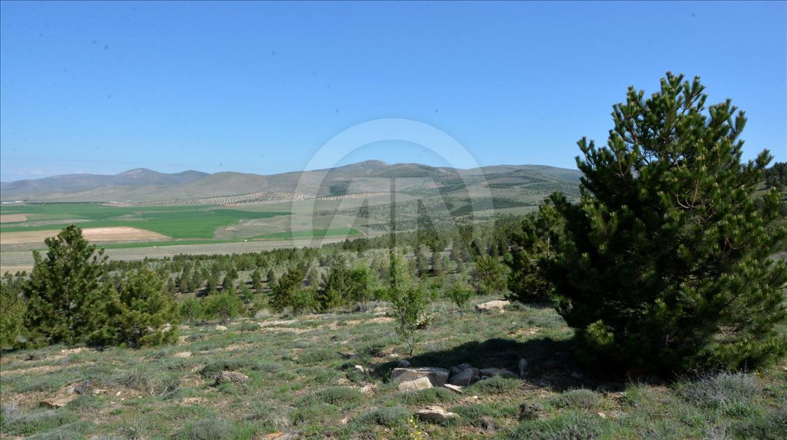 "Anadolu'nun Bozkırı"na 15 yılda 24 milyon fidan