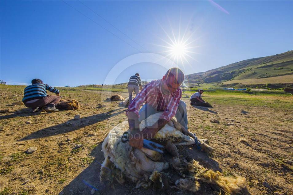 El largo camino a pie de los nómadas de Anatolia en el verano