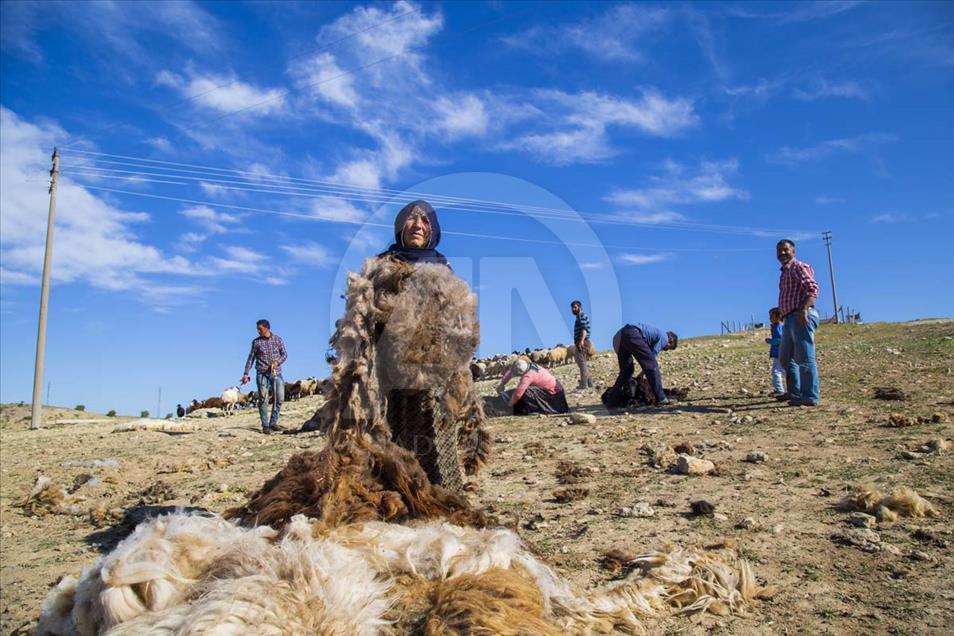 El largo camino a pie de los nómadas de Anatolia en el verano