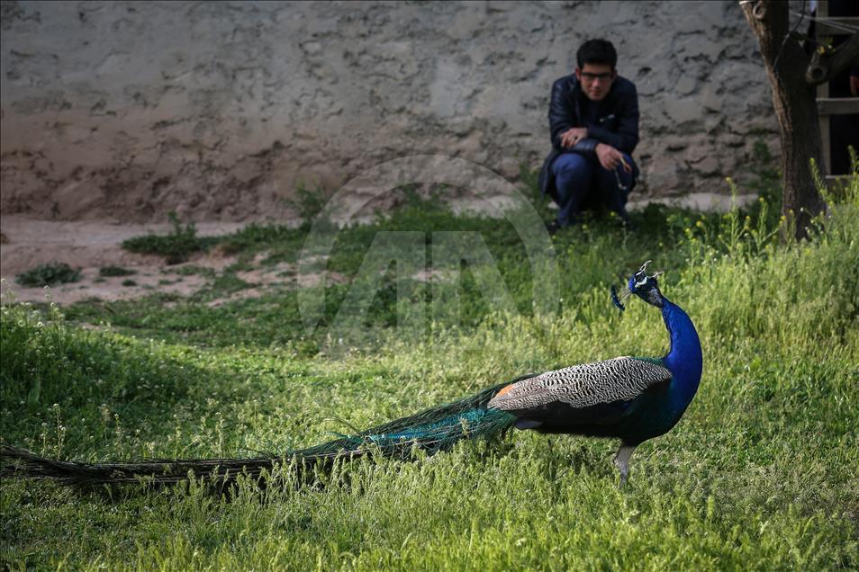 Tavus kuşları köyün ilgi odağı oldu
