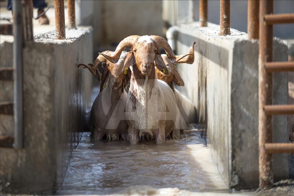 Summer bath for sheep in Turkey's Sanliurfa