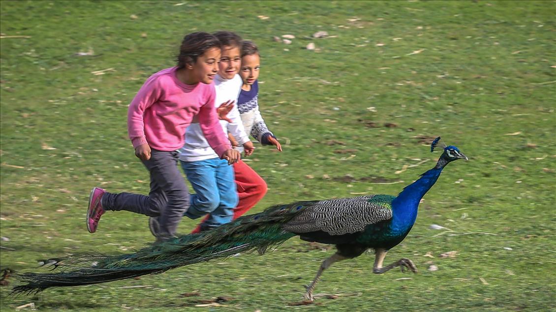Tavus kuşları köyün ilgi odağı oldu
