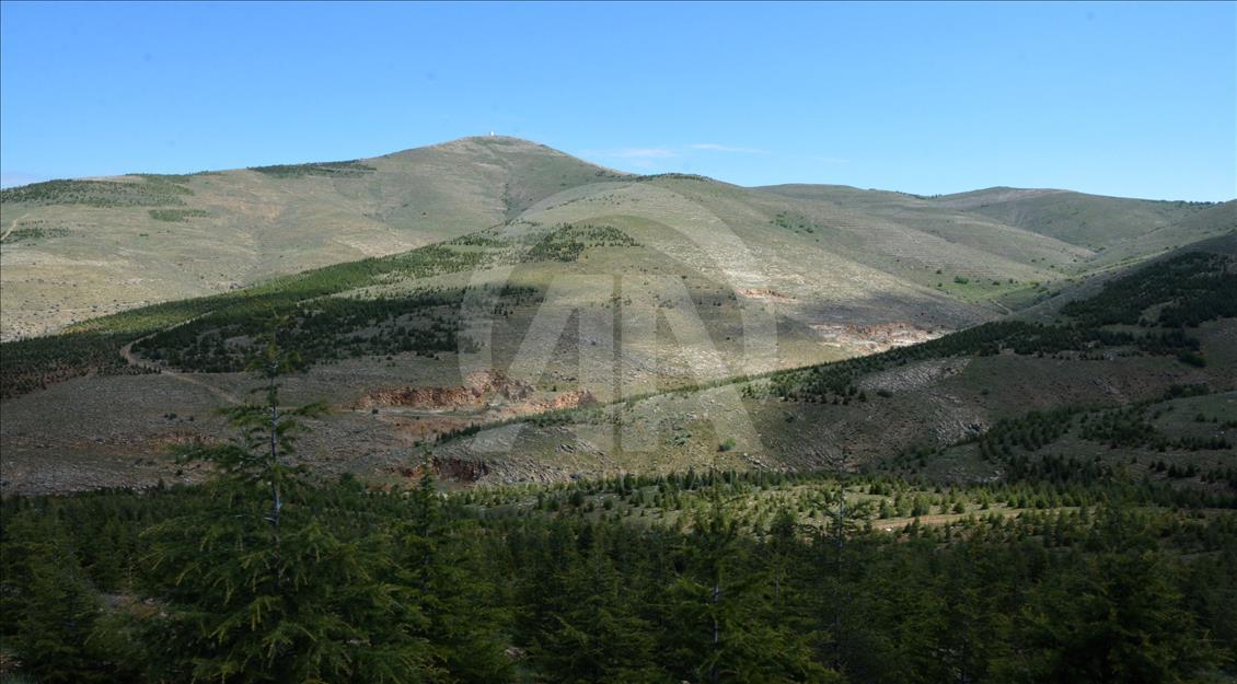 "Anadolu'nun Bozkırı"na 15 yılda 24 milyon fidan