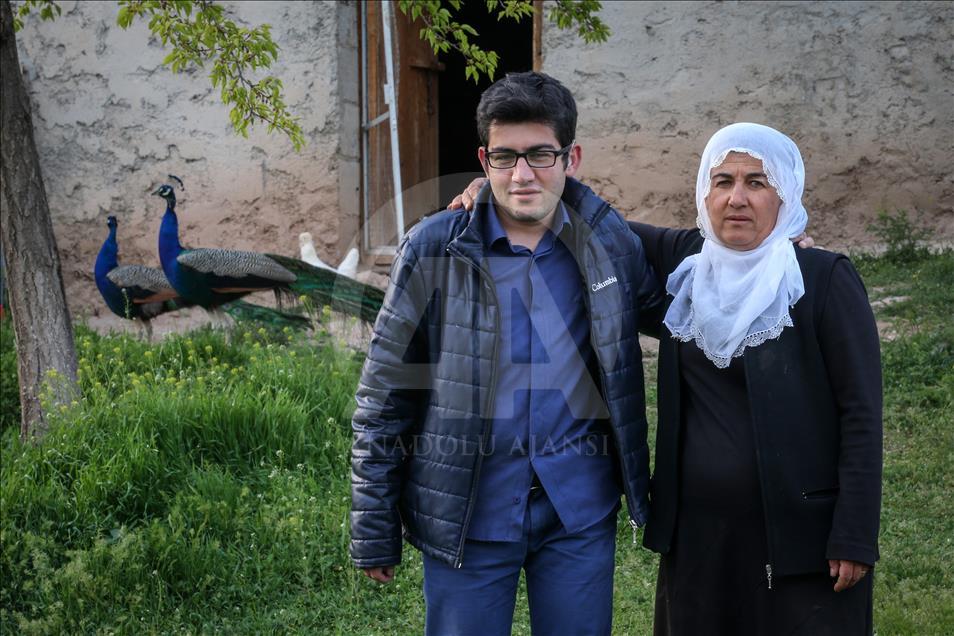 Tavus kuşları köyün ilgi odağı oldu

