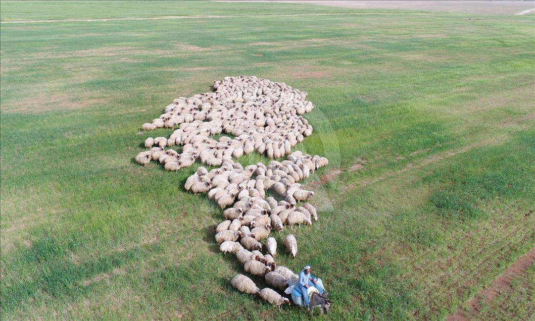 Summer bath for sheep in Turkey's Sanliurfa