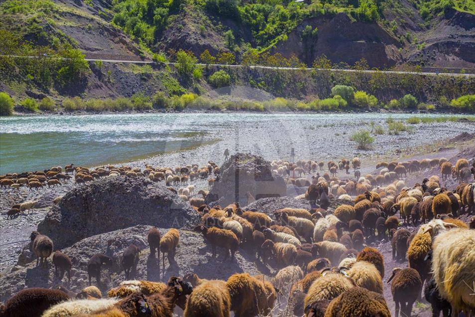El largo camino a pie de los nómadas de Anatolia en el verano