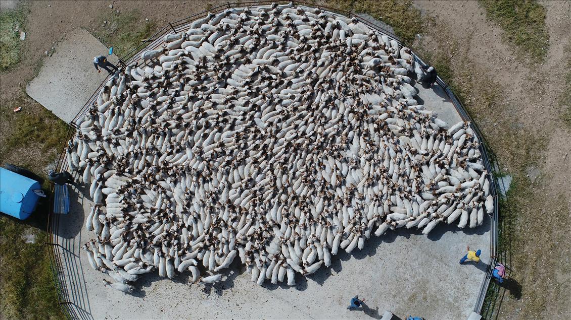 Summer bath for sheep in Turkey's Sanliurfa