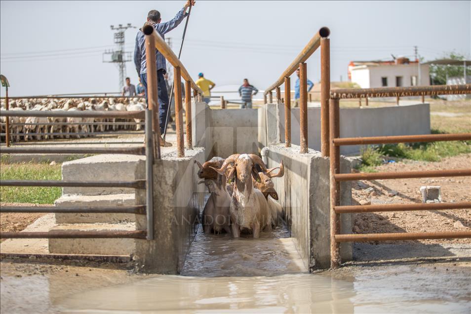 Summer bath for sheep in Turkey's Sanliurfa